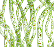 藻類(lèi)細(xì)胞計(jì)數(shù)和活率檢測(cè)分析