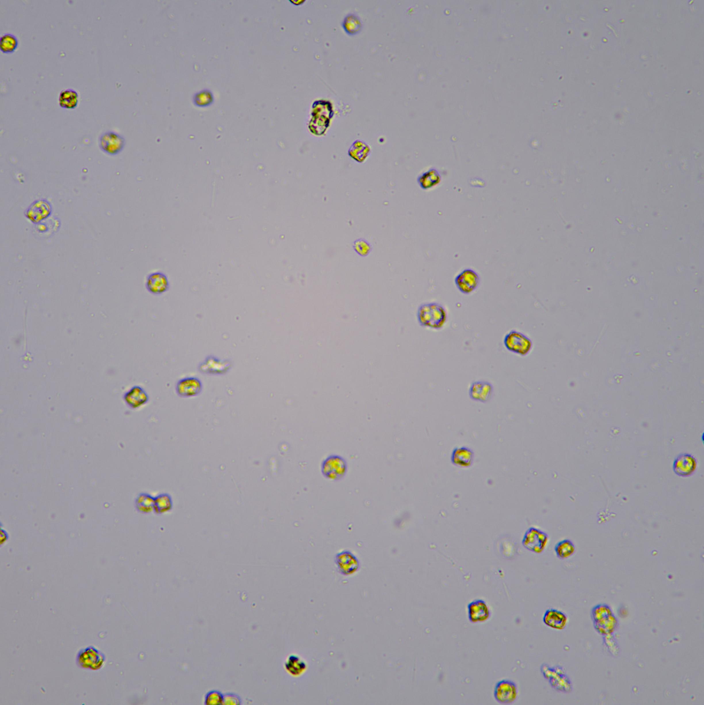 藻類細(xì)胞計(jì)數(shù)