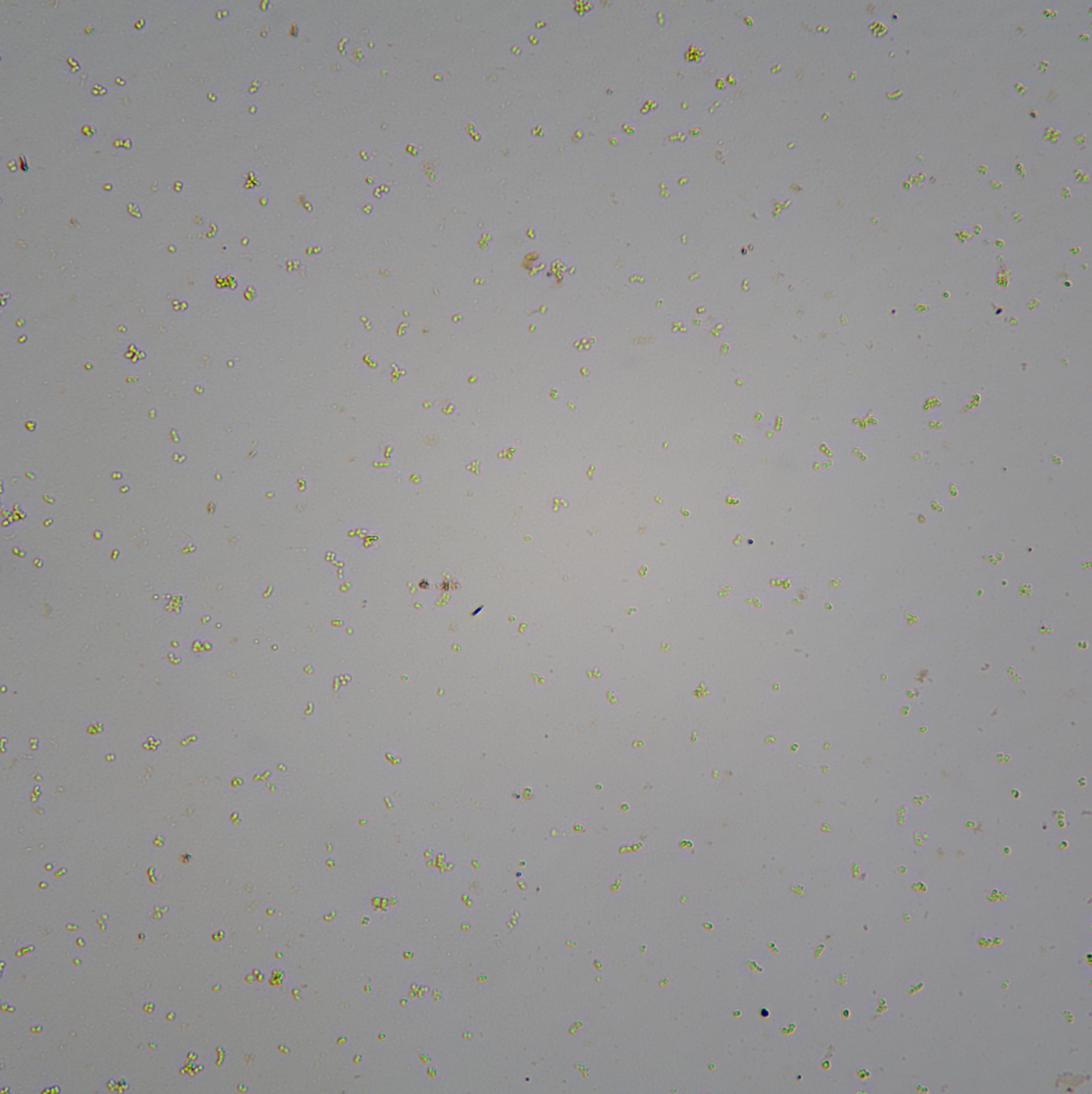 微生物細(xì)胞計(jì)數(shù)